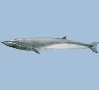 Fin Whale ##STADE## - look 1