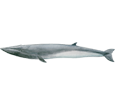 Fin Whale ##STADE## - look 1