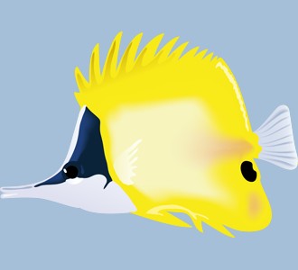 Yellow Longnose Butterflyfish ##STADE## - look 14