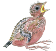 Sandwich Tern ##STADE## - look 5