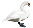 Swan ##STADE## - look 7