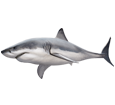 Great White Shark ##STADE## - look 1