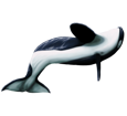 Orca Whale ##STADE## - look 16022