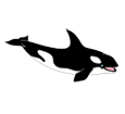 Orca Whale ##STADE## - look 185