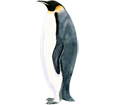 Emperor Penguin ##STADE## - look 59